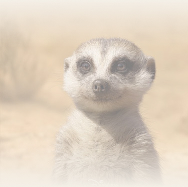 Timon